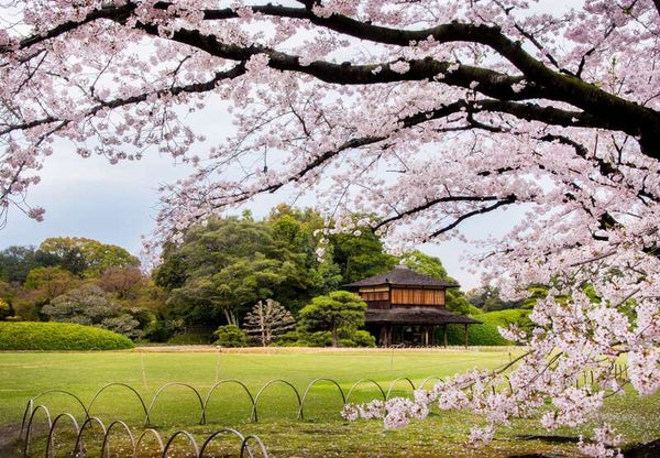 【出雲市・斐川・松江・安来・米子発】 読売新聞愛読者謝恩旅行 岡山さくらカーニバルと日本三名園・後楽園の桜&旭川さくらみち 日帰り2